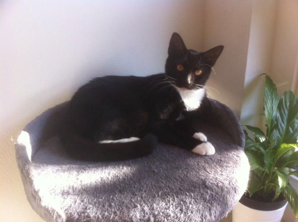 Huskat Cutie billede 10