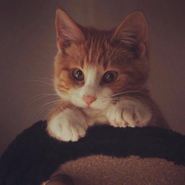 Blanding af racer Ludvig billede 1