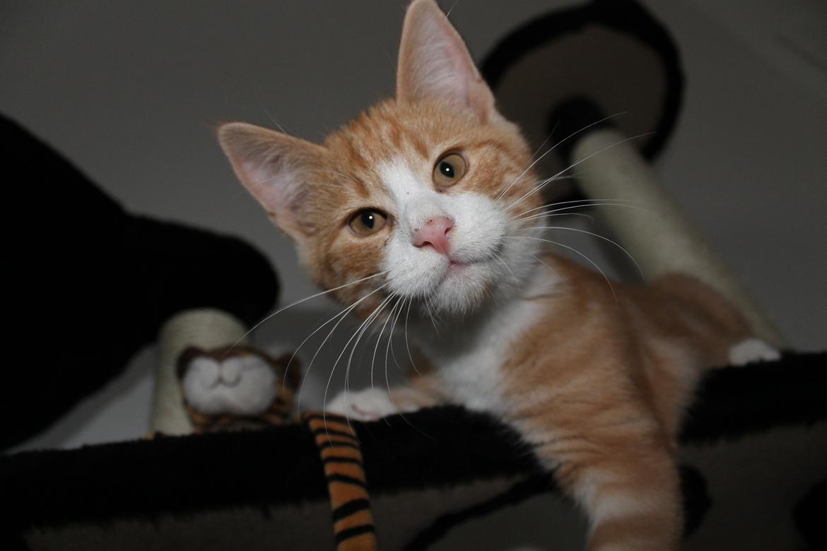 Blanding af racer Ludvig billede 4