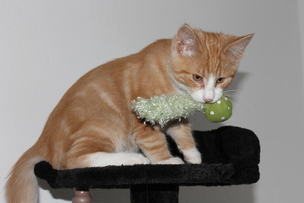 Blanding af racer Ludvig billede 17