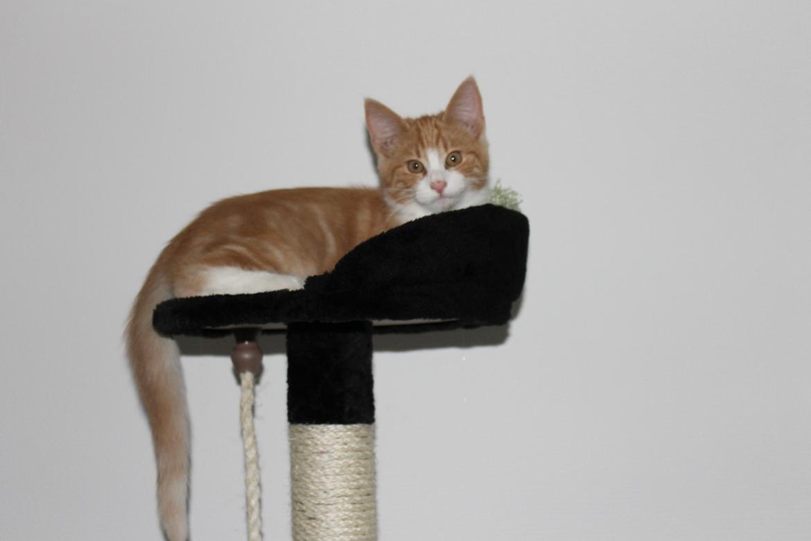 Blanding af racer Ludvig billede 16