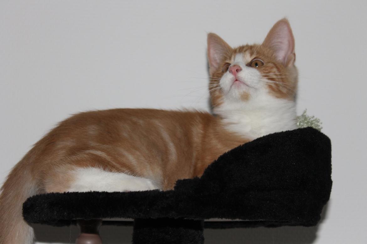 Blanding af racer Ludvig billede 8