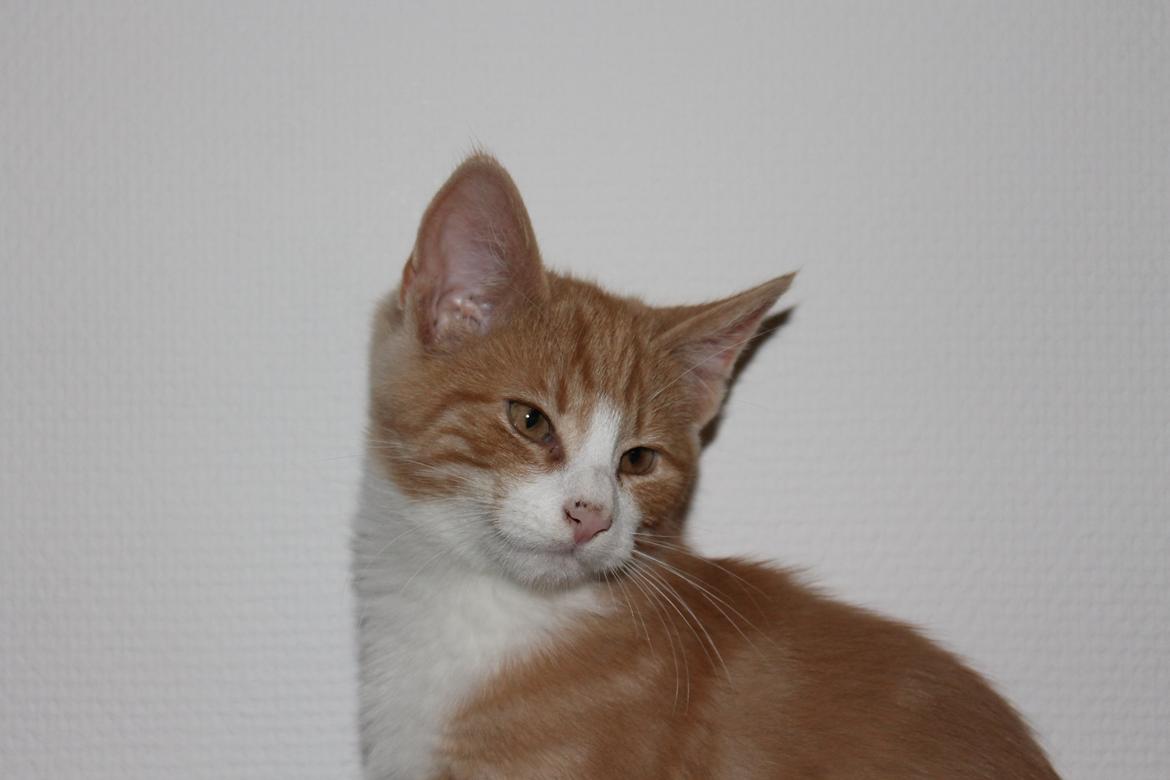 Blanding af racer Ludvig billede 9