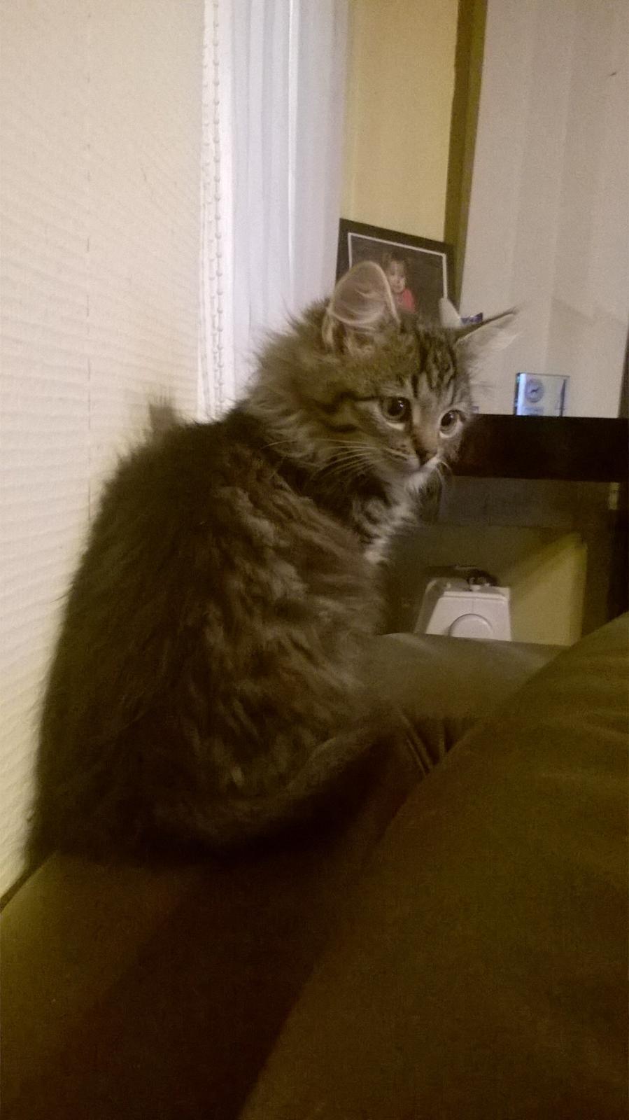 Norsk Skovkat Pjuske billede 1