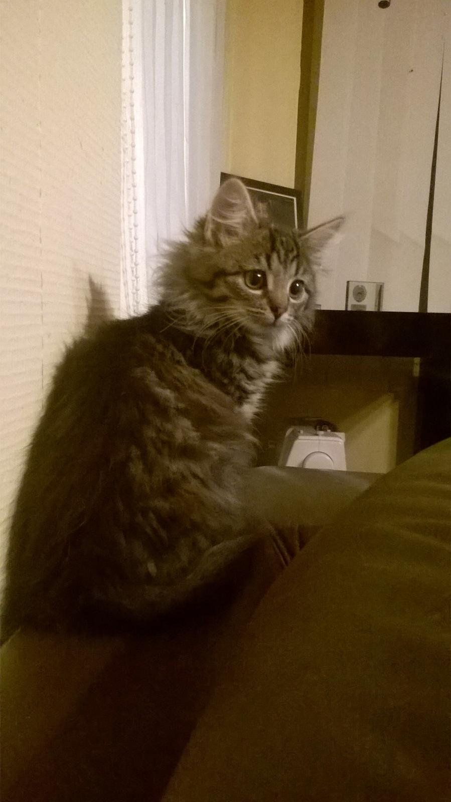 Norsk Skovkat Pjuske billede 2