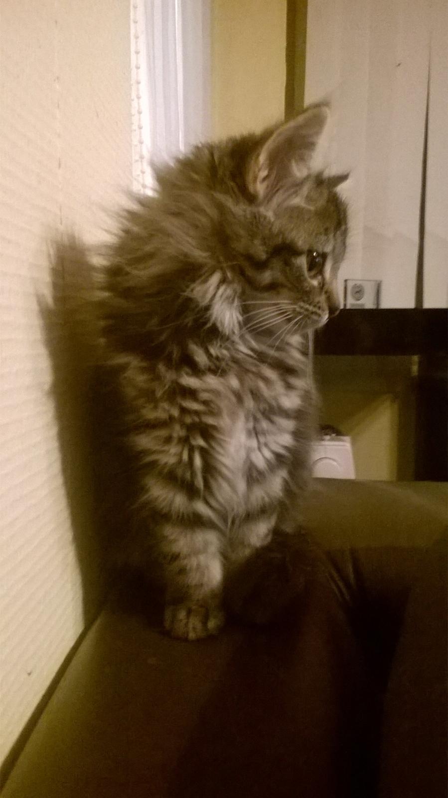 Norsk Skovkat Pjuske billede 4