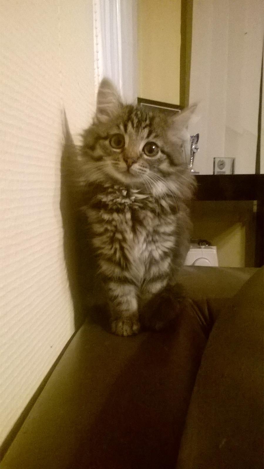 Norsk Skovkat Pjuske billede 3