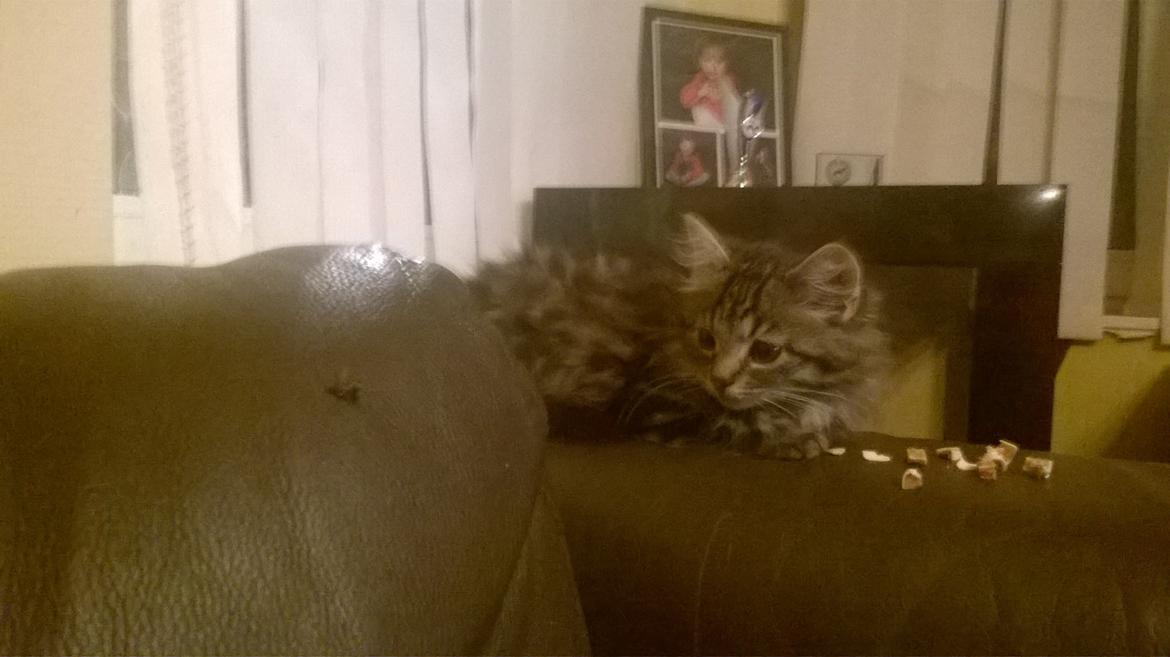 Norsk Skovkat Pjuske billede 6