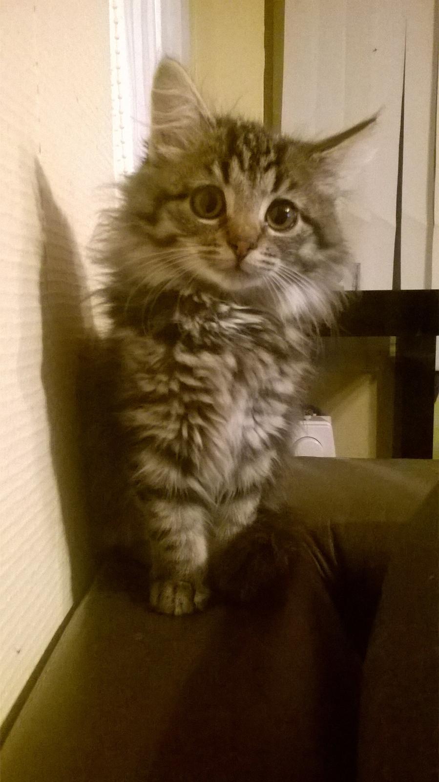 Norsk Skovkat Pjuske billede 5