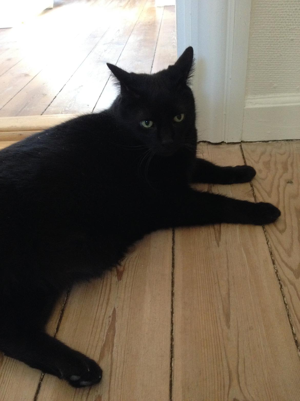 Blanding af racer Buller billede 1