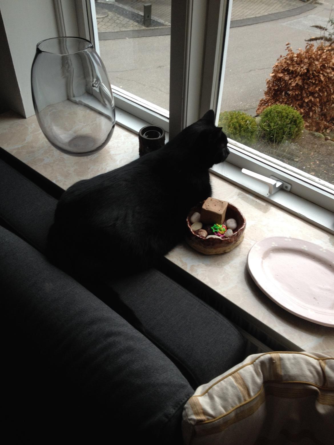 Blanding af racer Buller billede 2