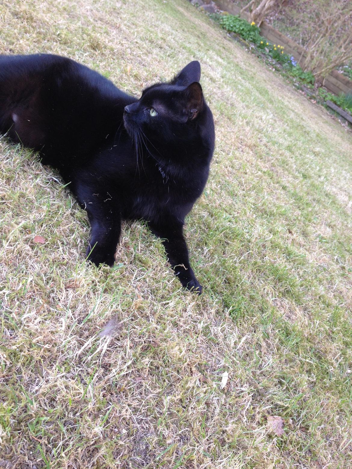 Blanding af racer Buller billede 3