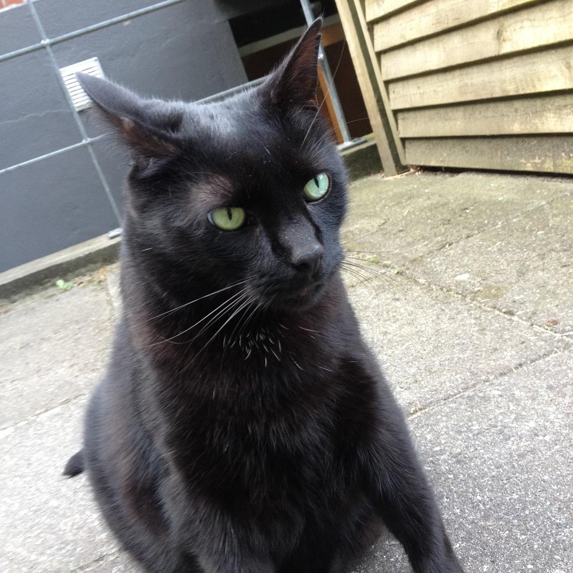 Blanding af racer Buller billede 5