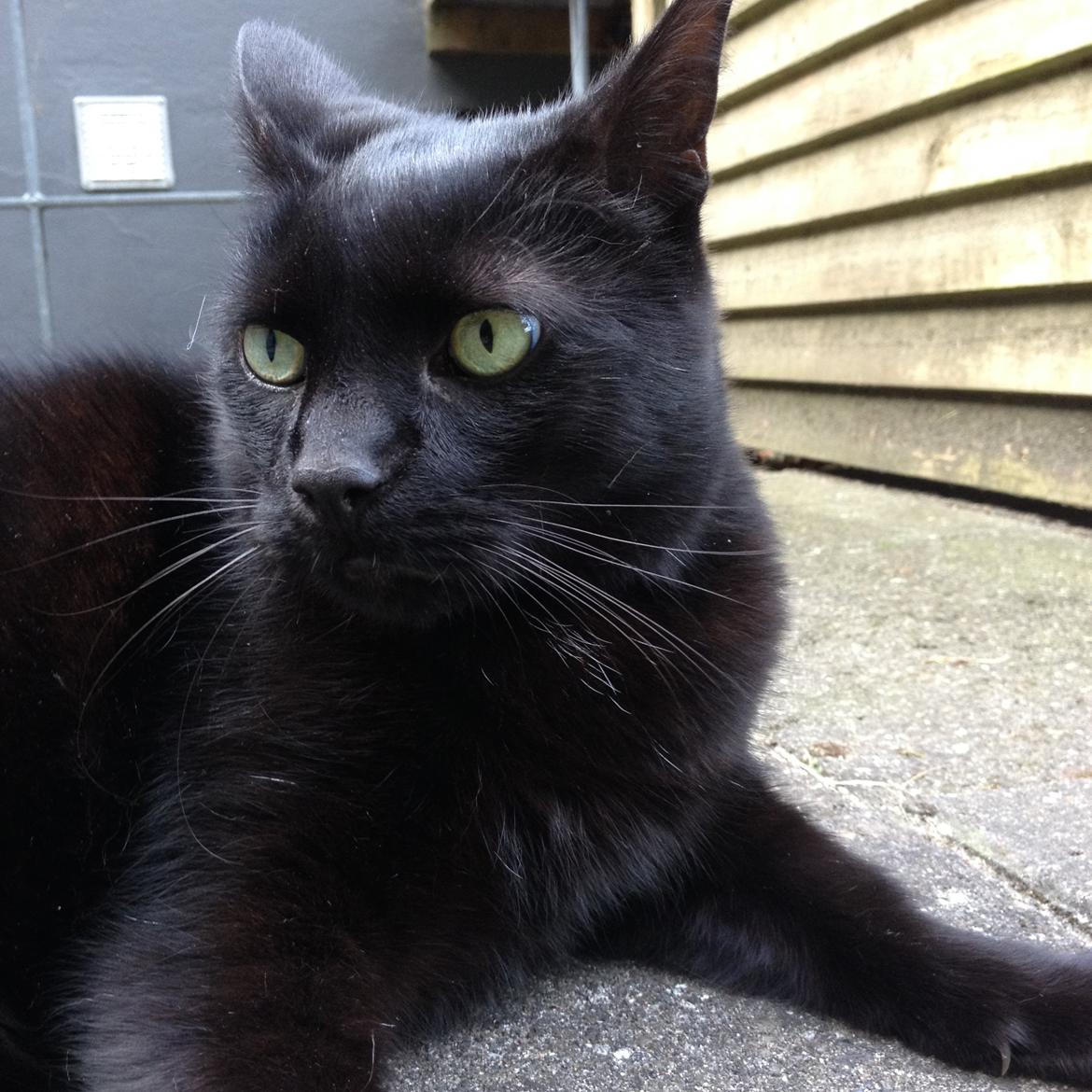 Blanding af racer Buller billede 6