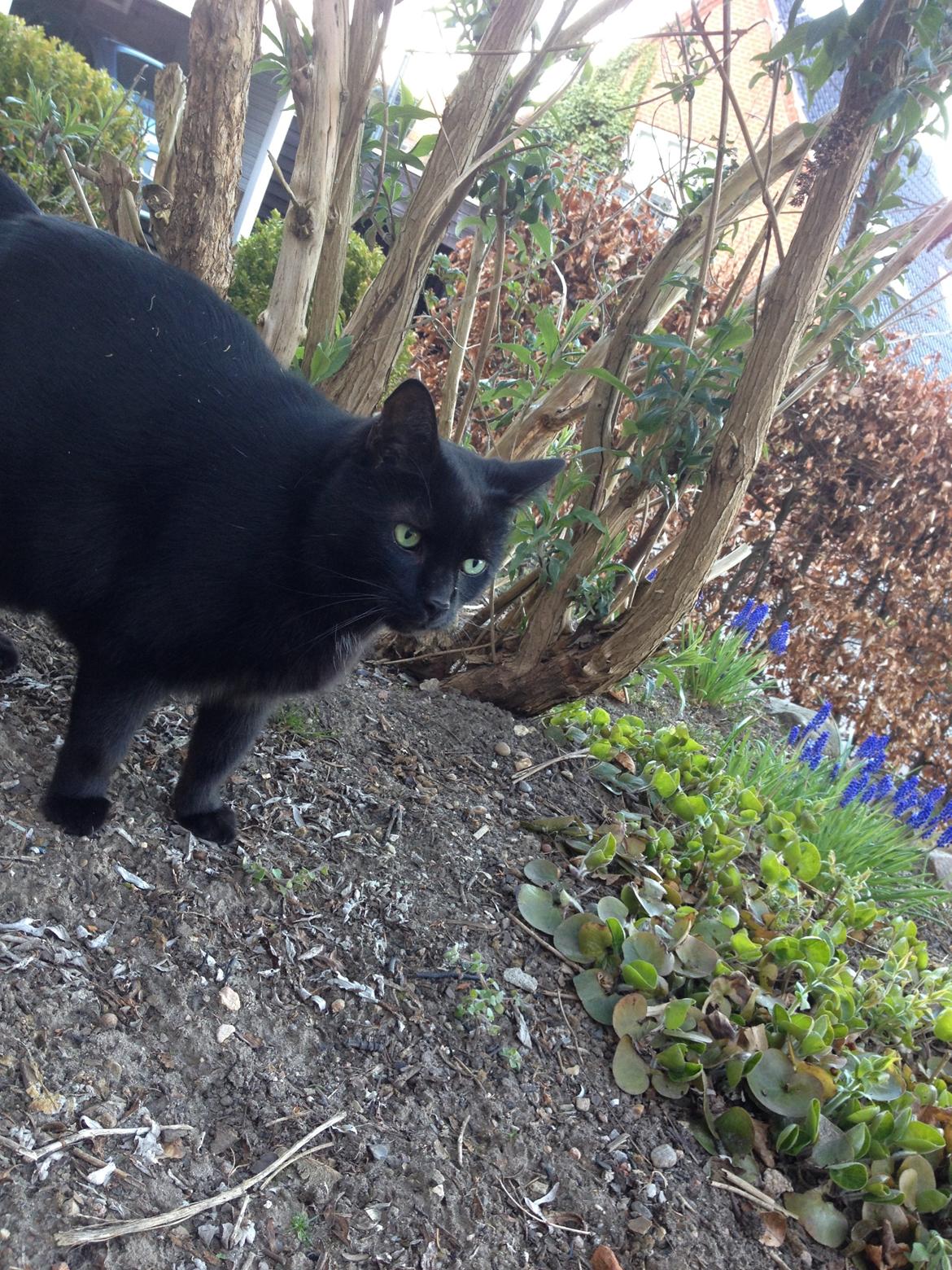 Blanding af racer Buller billede 4