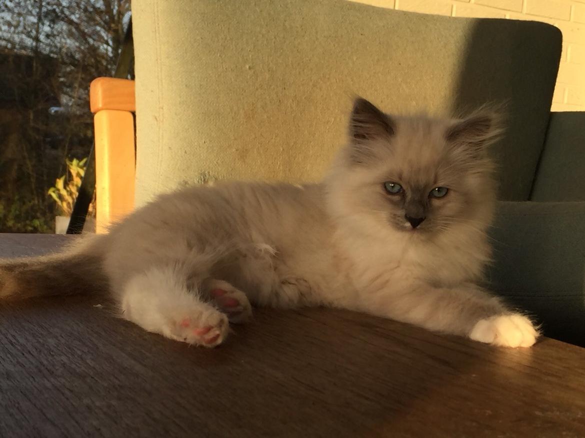 Ragdoll Luna billede 41