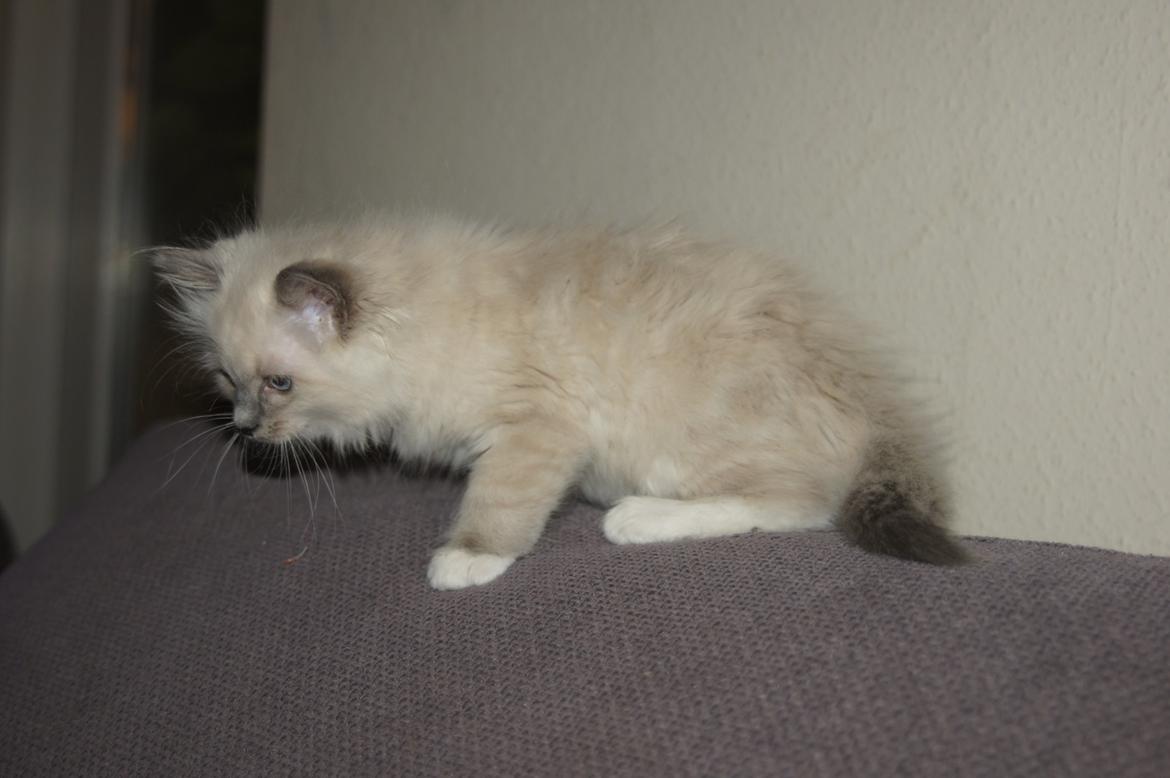 Ragdoll Luna billede 44