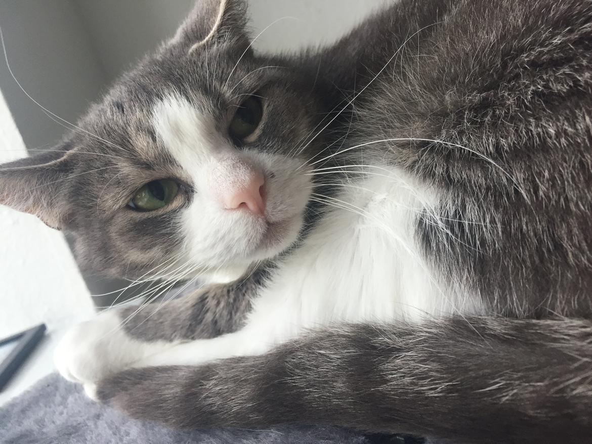 Huskat Missy billede 10