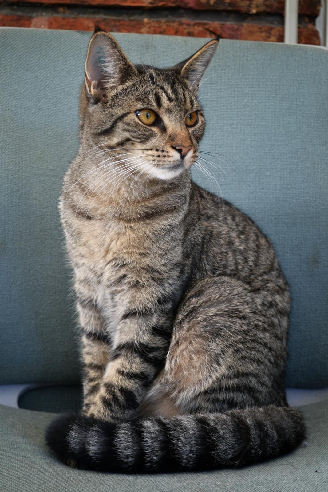 Huskat Enzo billede 1