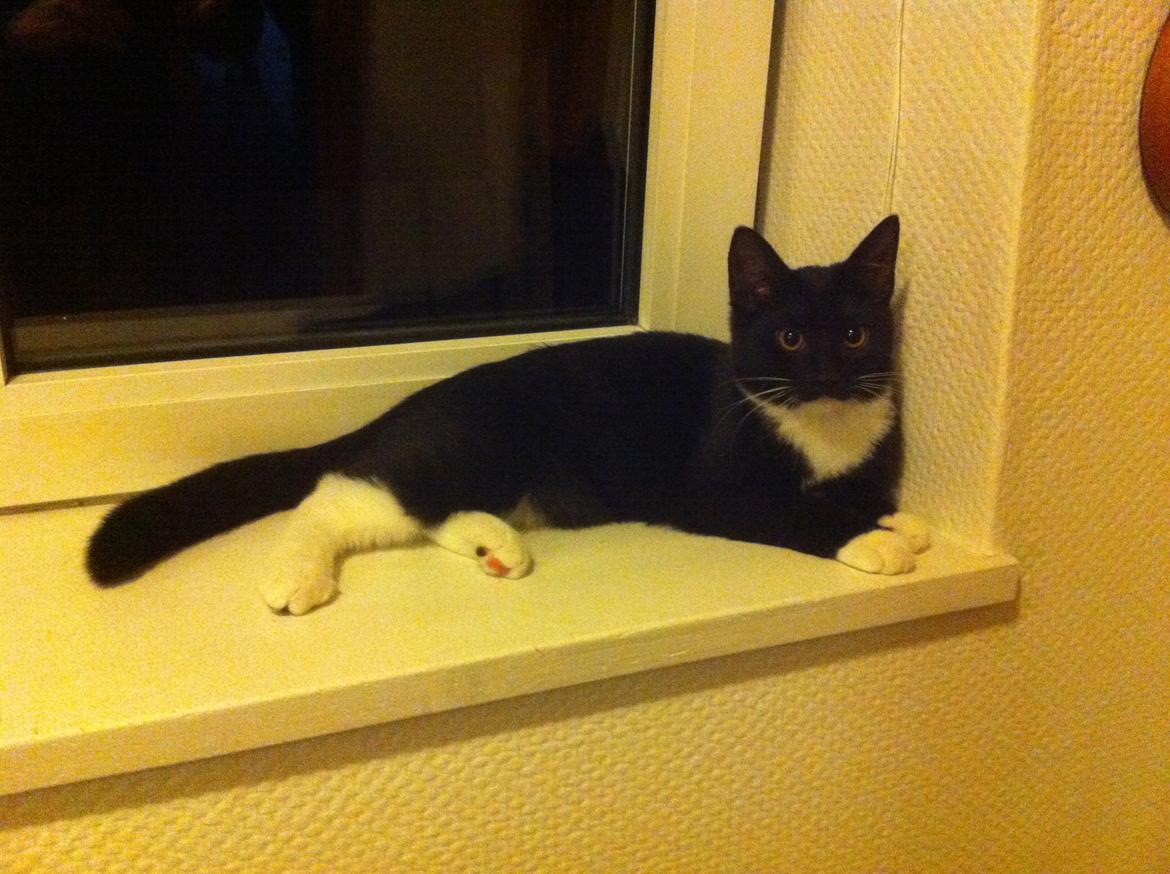 Huskat Cutie billede 11