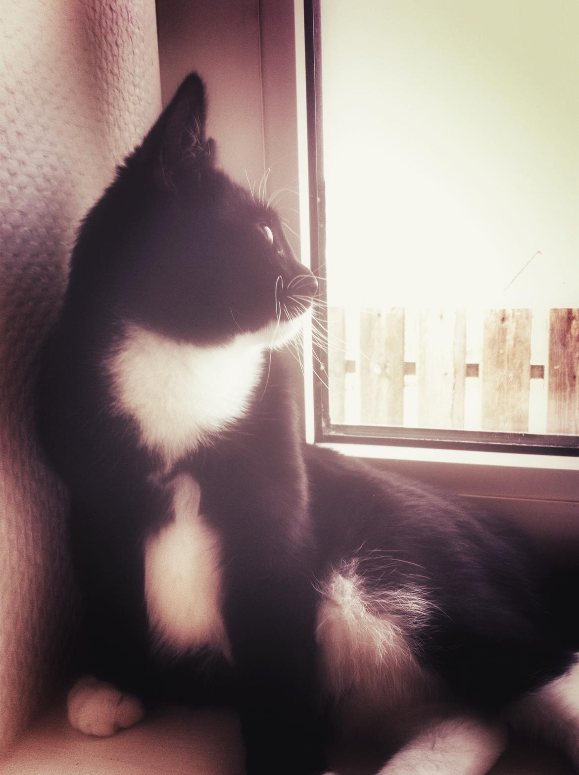 Huskat Cutie billede 13