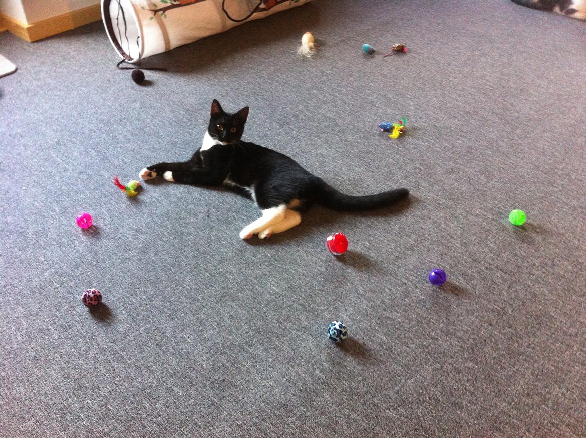 Huskat Cutie billede 14