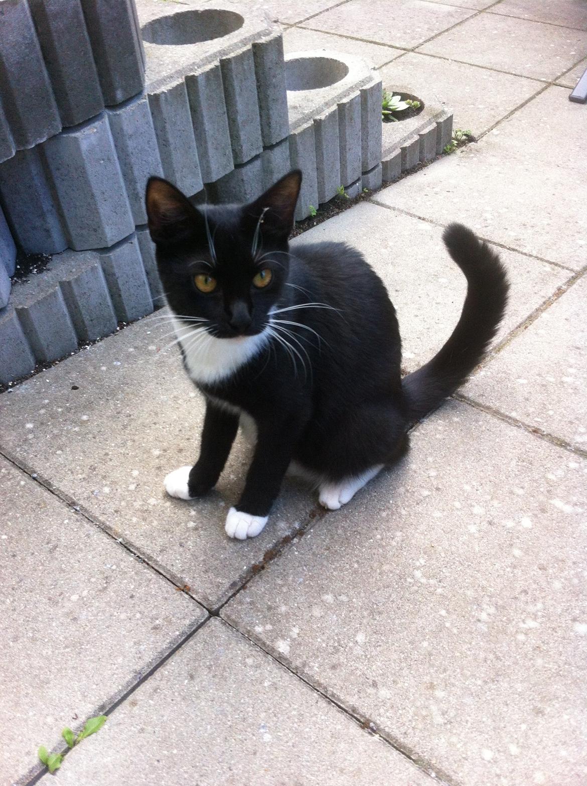 Huskat Cutie billede 15