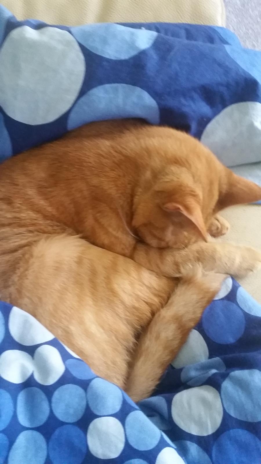 Blanding af racer Bimmer billede 12