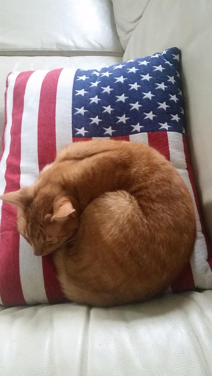 Blanding af racer Bimmer billede 13