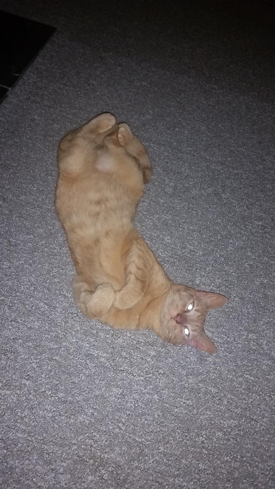 Blanding af racer Bimmer billede 15