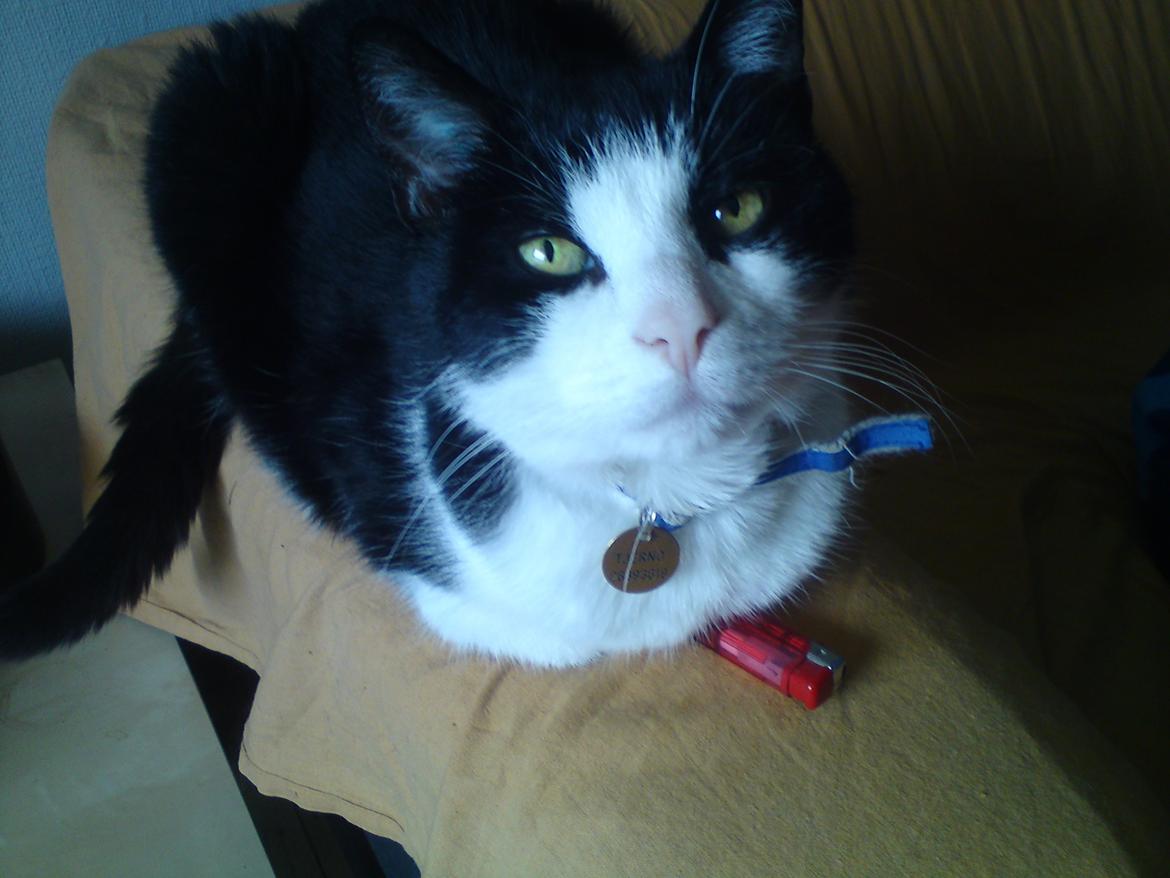 Huskat Tjërno billede 3