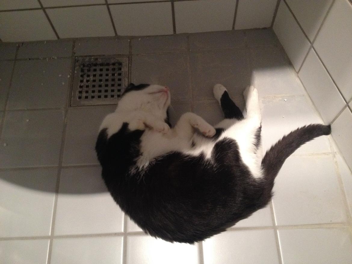 Huskat Tjërno billede 4