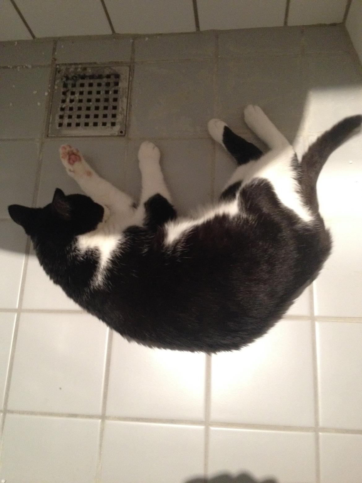 Huskat Tjërno billede 5