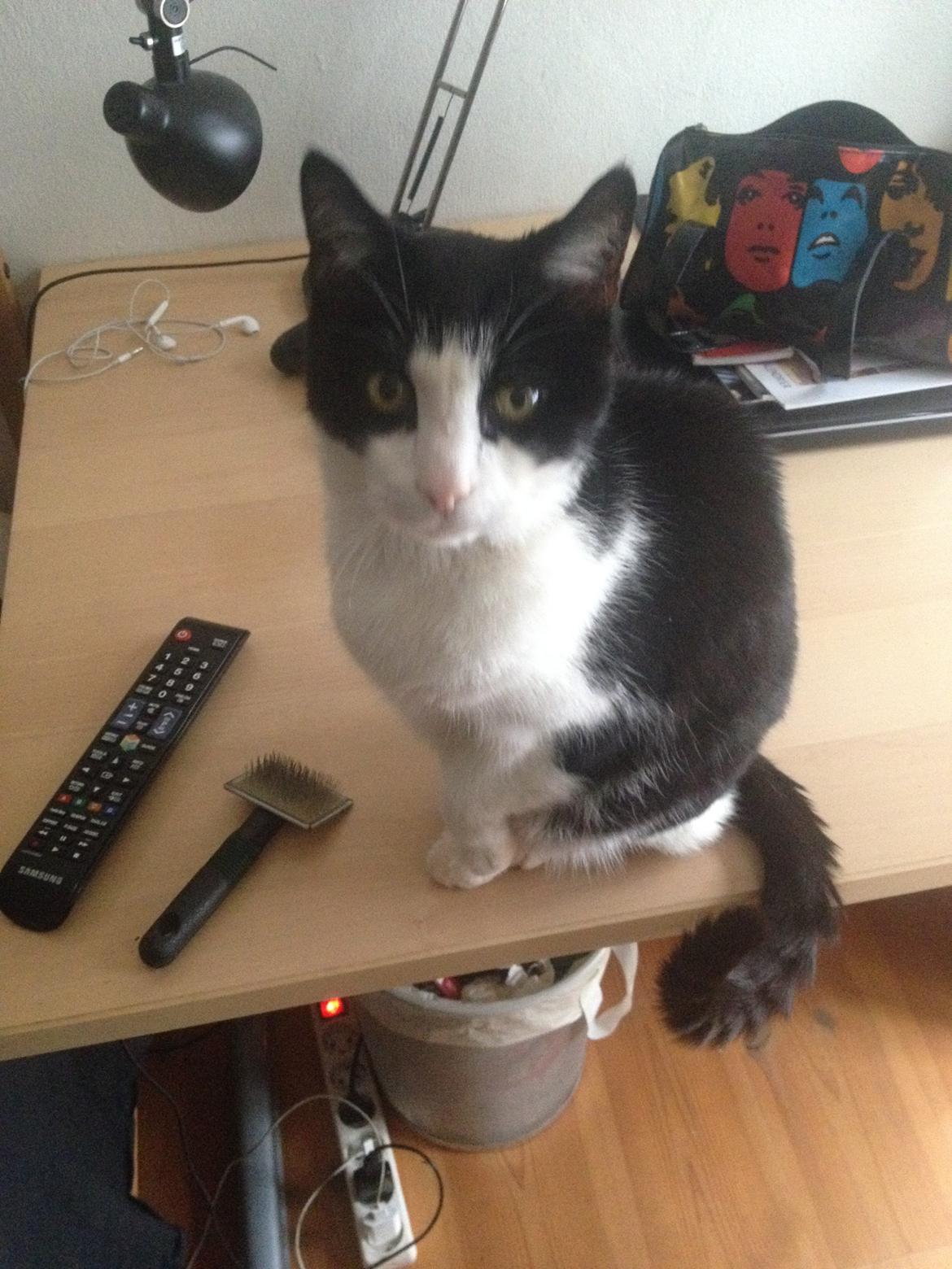 Huskat Tjërno billede 1