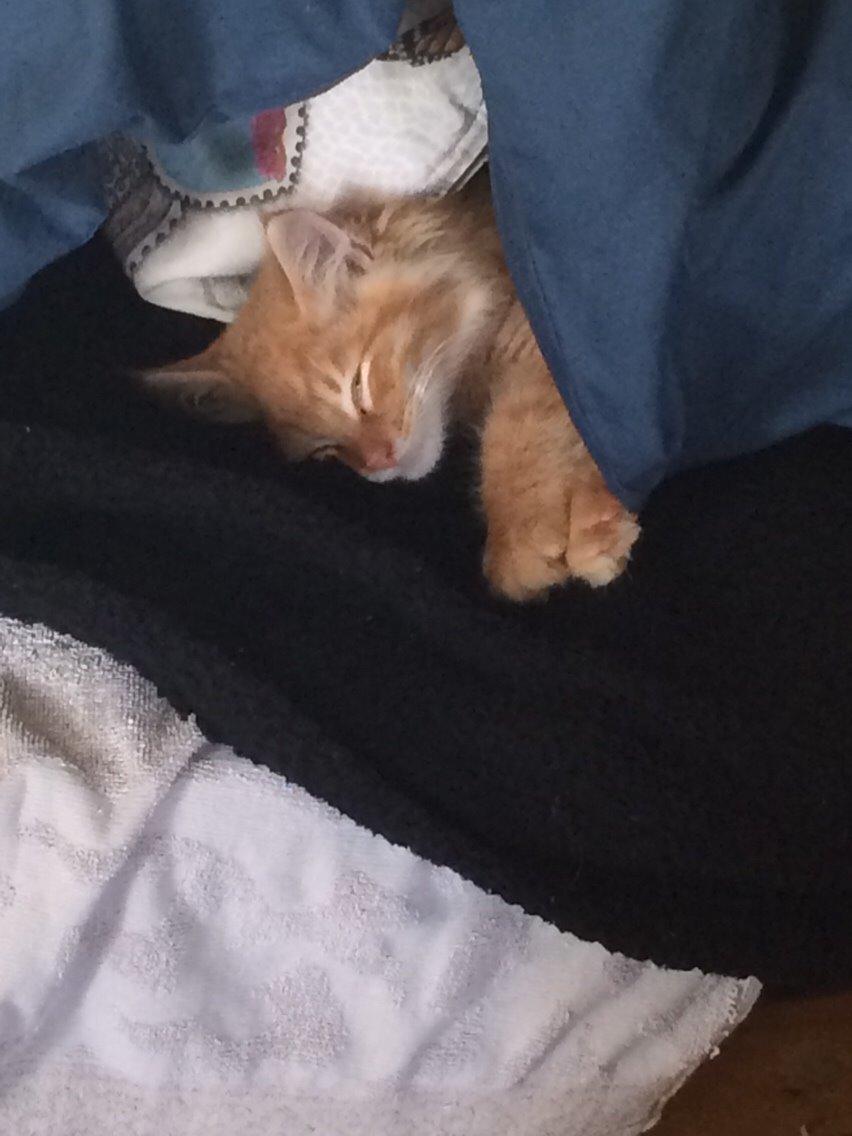 Blanding af racer Albus billede 7