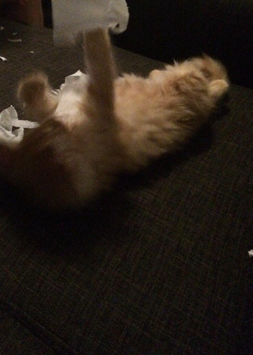 Blanding af racer Albus billede 6