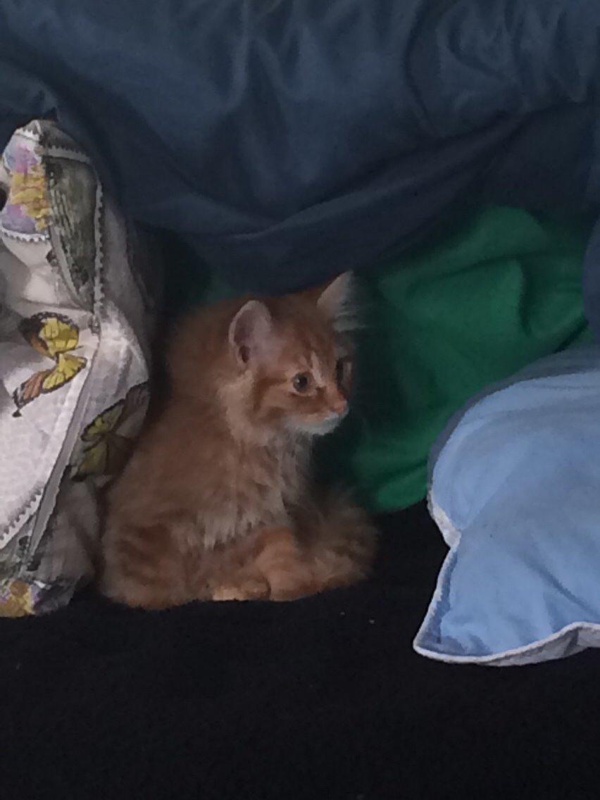 Blanding af racer Albus billede 10