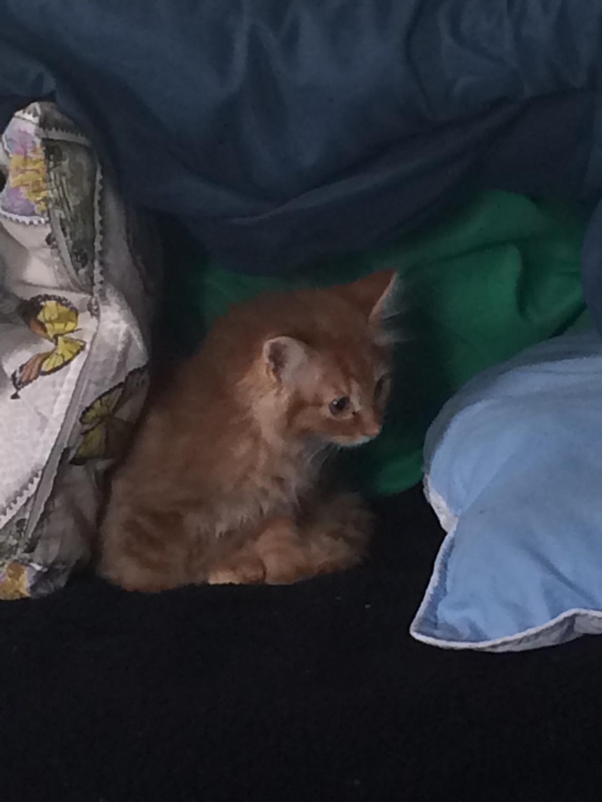 Blanding af racer Albus billede 1