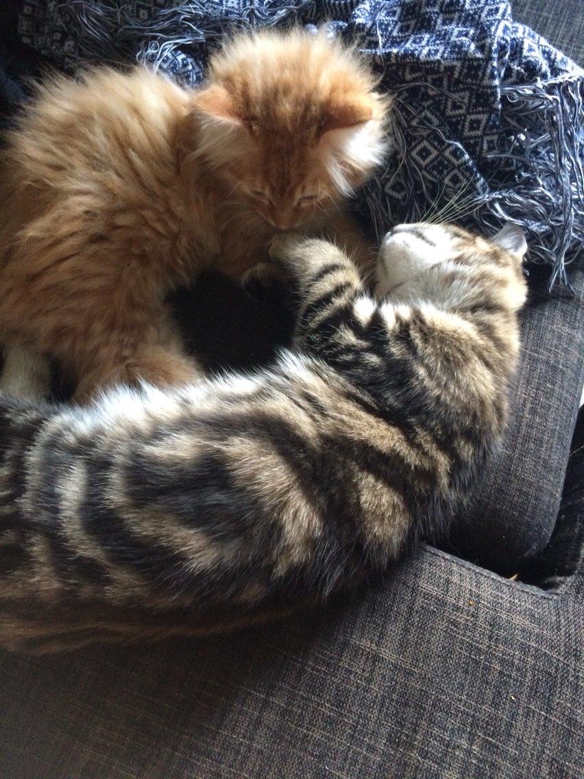 Blanding af racer Albus billede 11