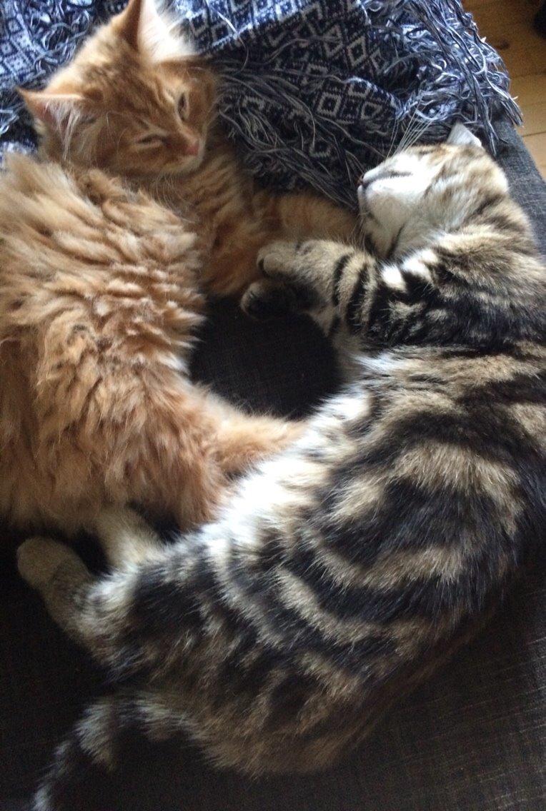 Blanding af racer Albus billede 3