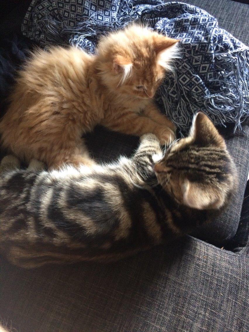 Blanding af racer Albus billede 2