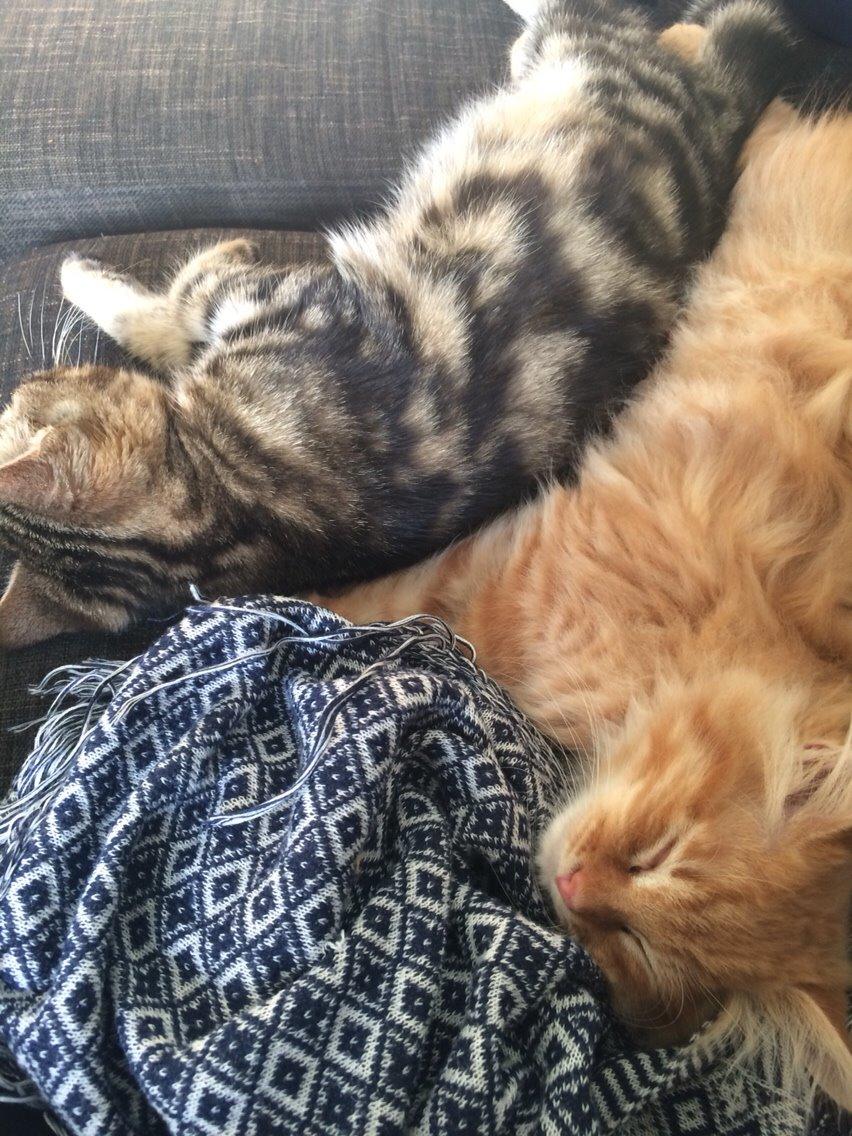 Blanding af racer Albus billede 5