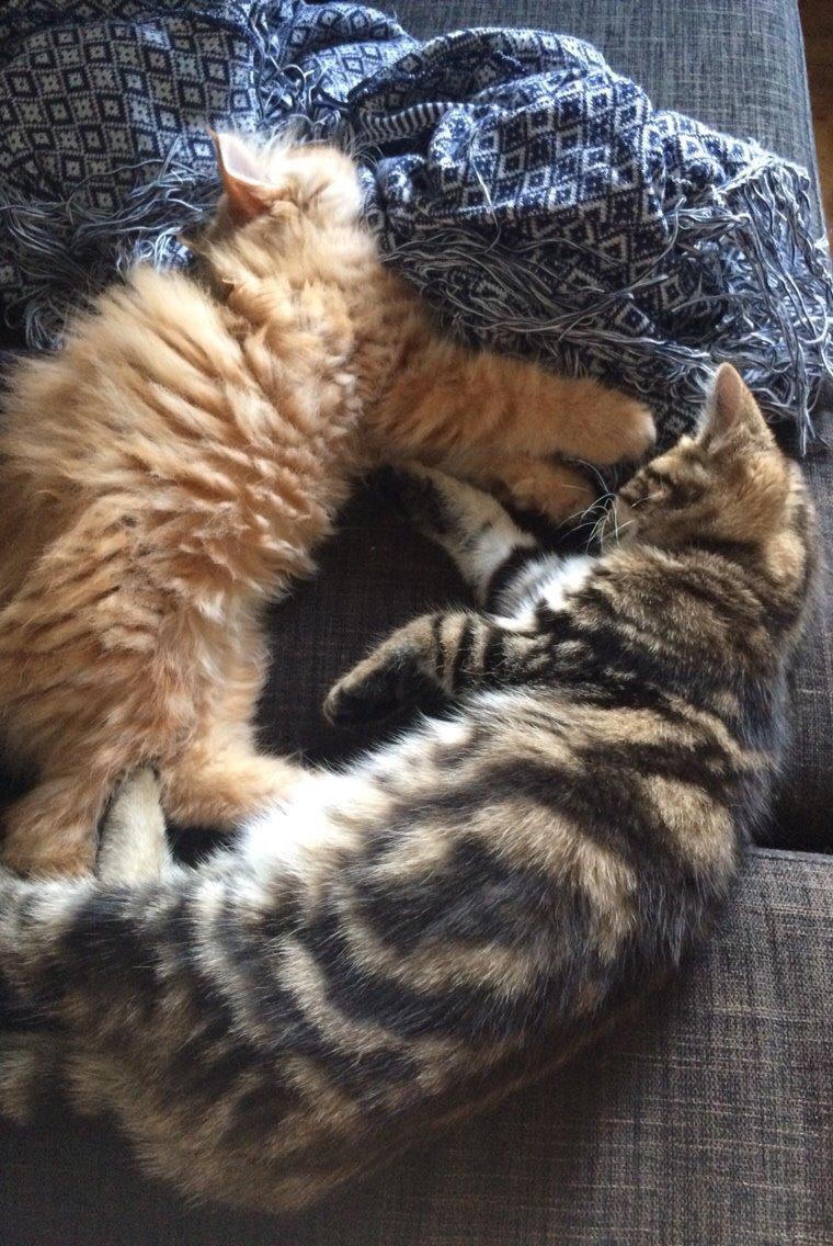 Blanding af racer Albus billede 4