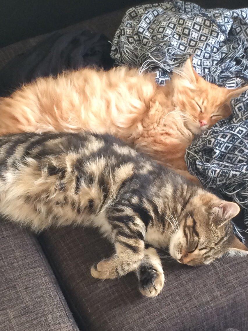 Blanding af racer Albus billede 9