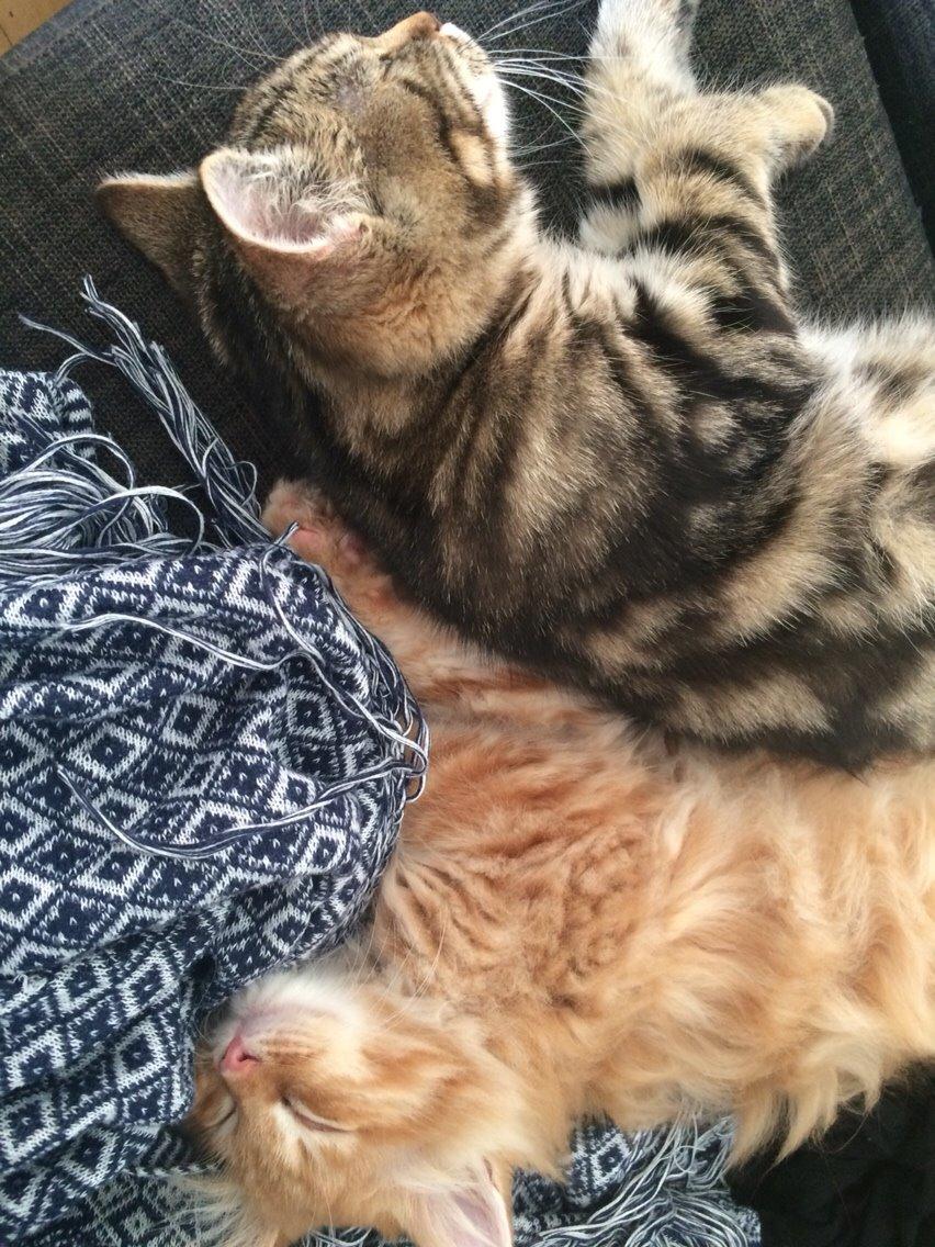 Blanding af racer Albus billede 8