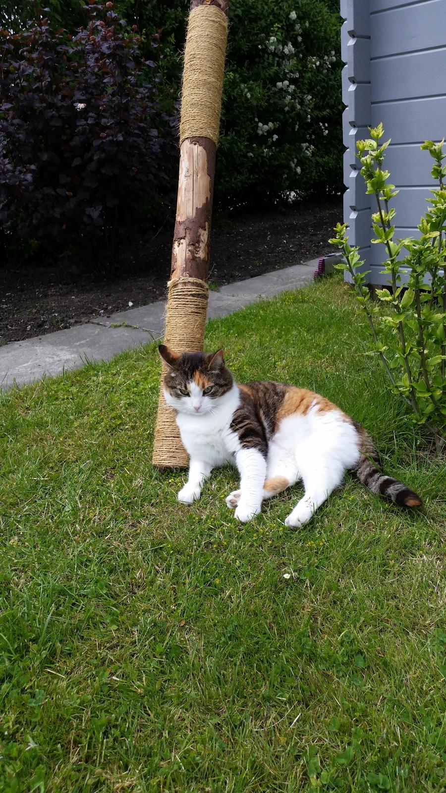 Huskat Chili - en dejlig rafte til at kradse i,men også ok som nakkestøtte billede 8