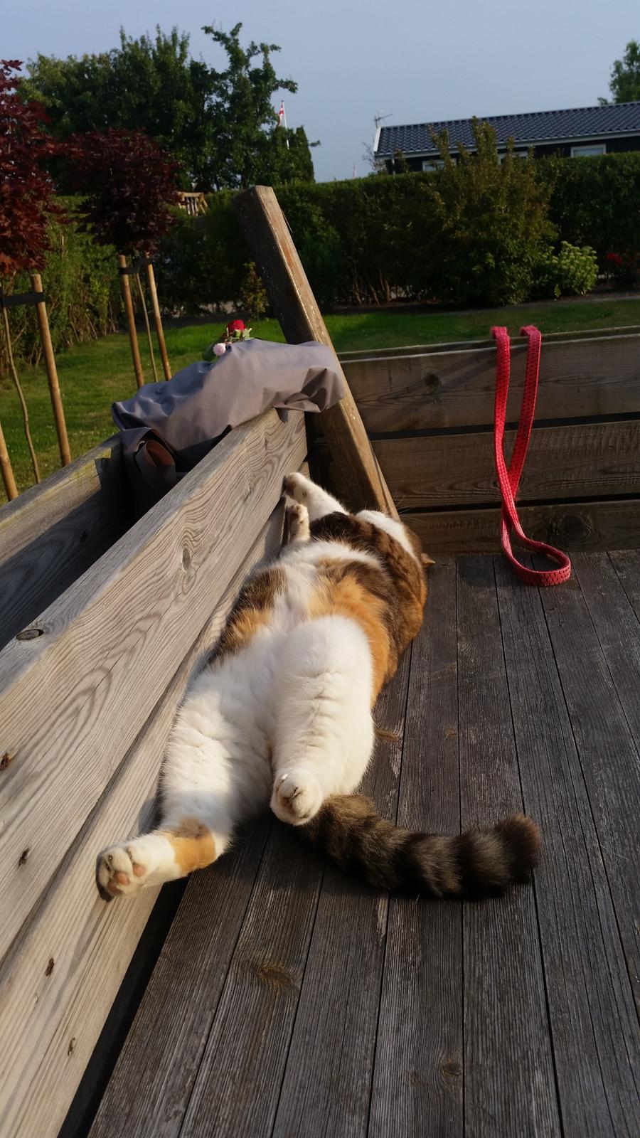 Huskat Chili - et hårdt katteliv billede 10