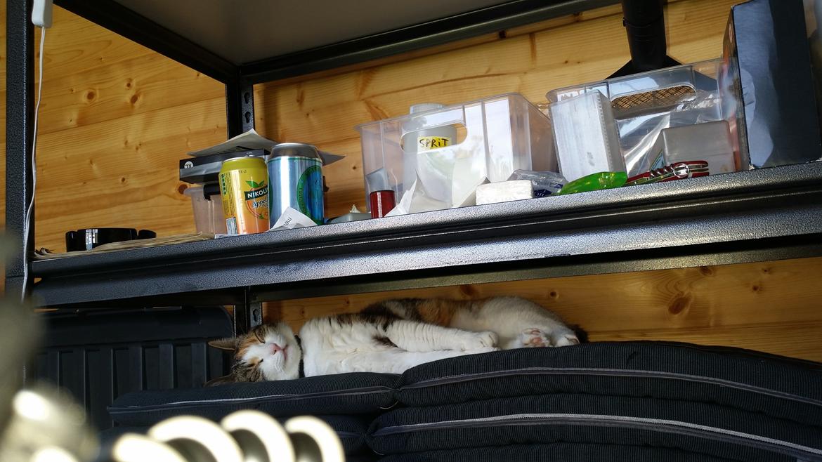 Huskat Chili - ahh herinde i skuret oppe på reolen er der vel ca 40 grader billede 11