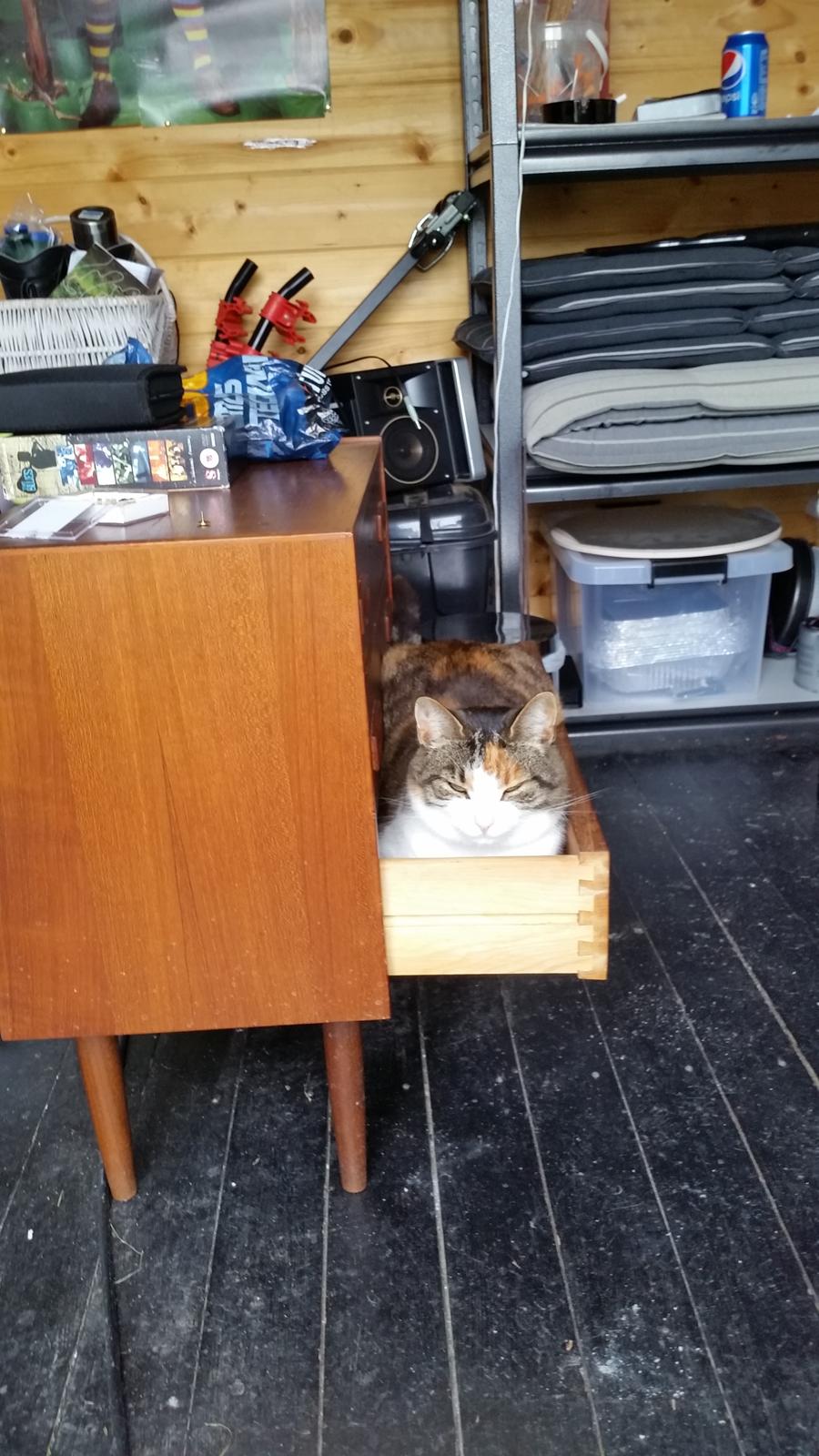 Huskat Chili - far rydder op i kommoden,men den tomme skuffe er da perfekt som seng billede 12