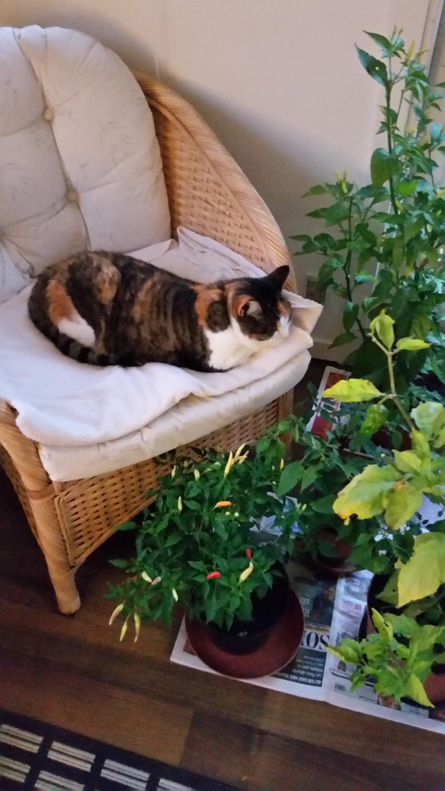 Huskat Chili - min kurvestol med indbygget have billede 15